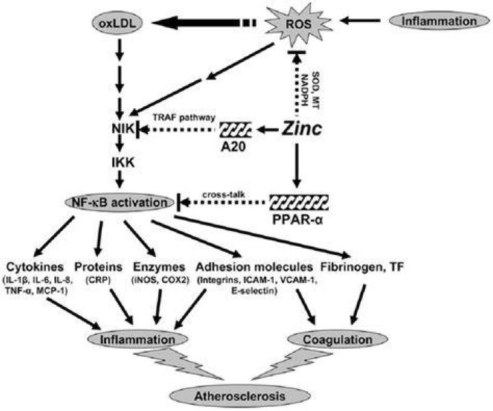 Is zinc anti-inflammatory?