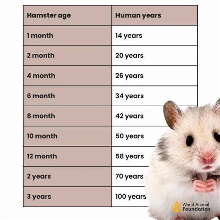 Should a 7 year old have a hamster?