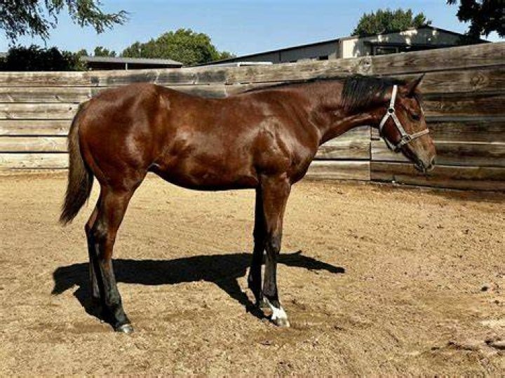 Should a horse business be an LLC?