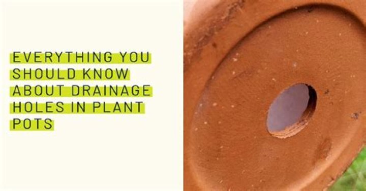 Should all pots have drainage holes?