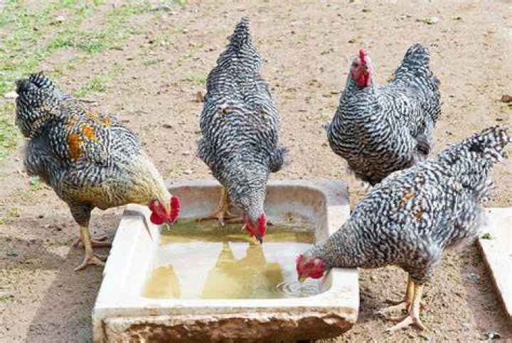 Should chickens have food and water at night?