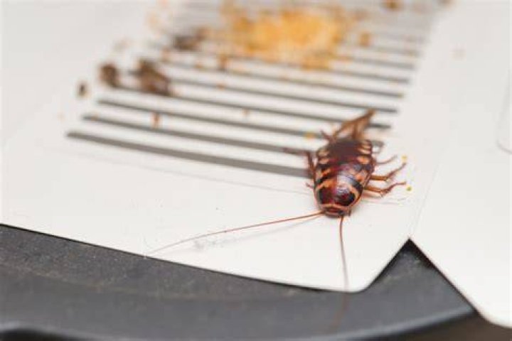 Should cockroaches be killed?
