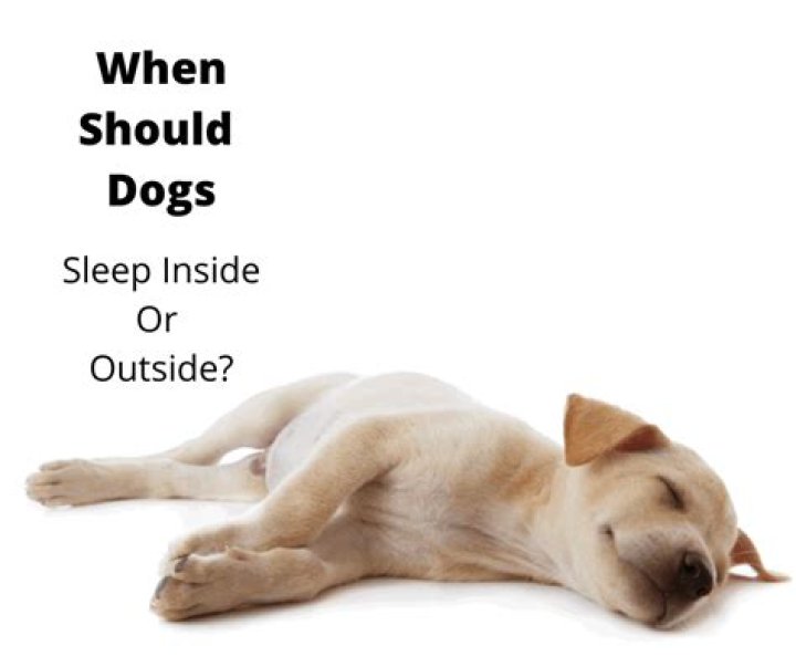 Should dogs sleep inside or outside?