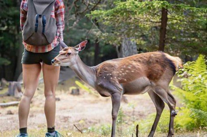 Should humans feed deer?