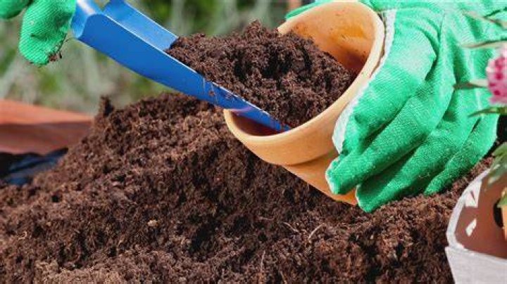 Should I boil potting soil?