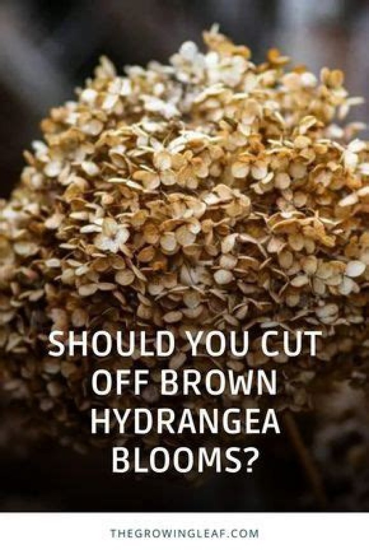 Should I cut off Brown hydrangea blooms in spring?