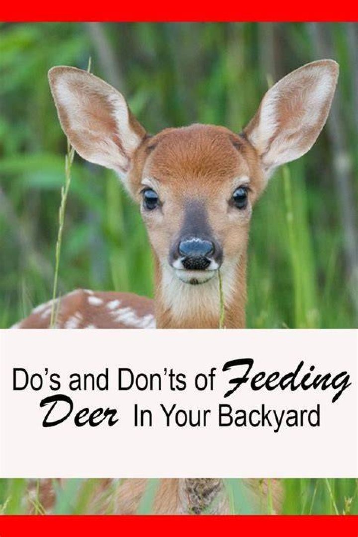 Should I feed deer in my yard?