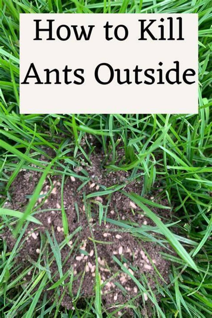 Should I get rid of ants in my yard?