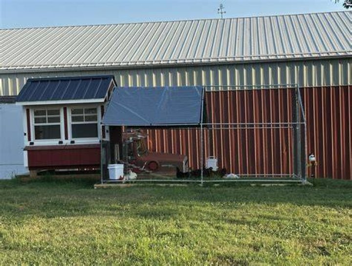 Should I have a light on in my chicken coop at night?