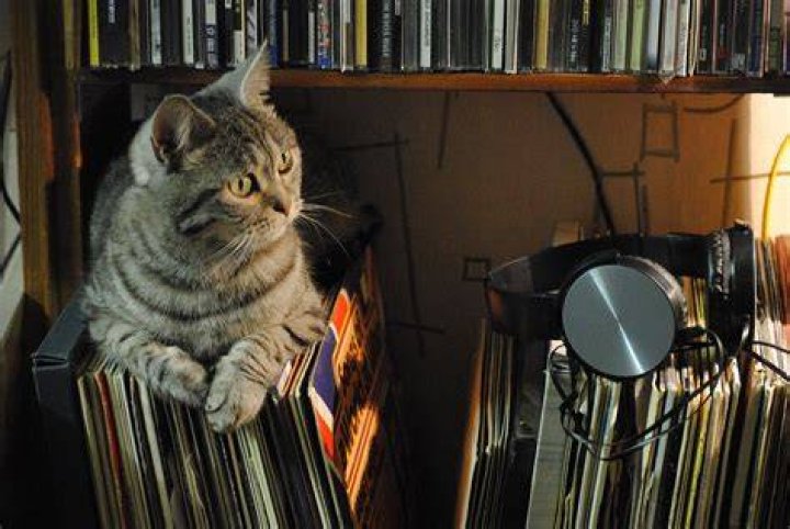 Should I leave music on for my cat?