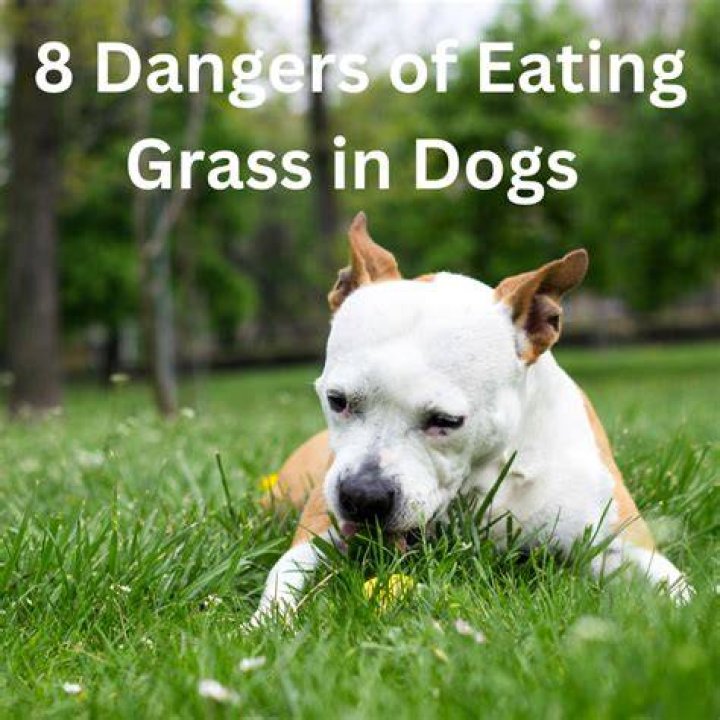 Should I let my dog eat moss?