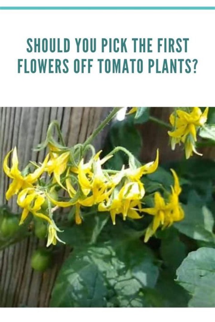 Should I pick off early tomato flowers?