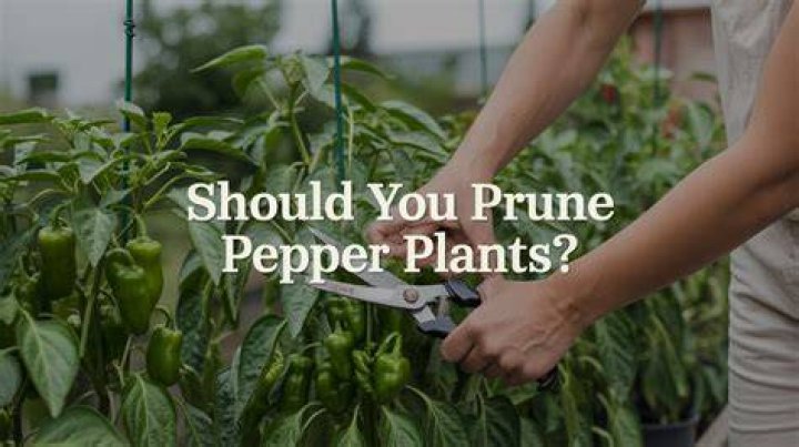 Should I prune my pepper plants?