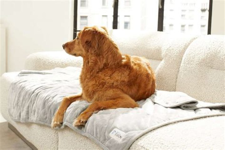 Should I put a blanket on my dog?