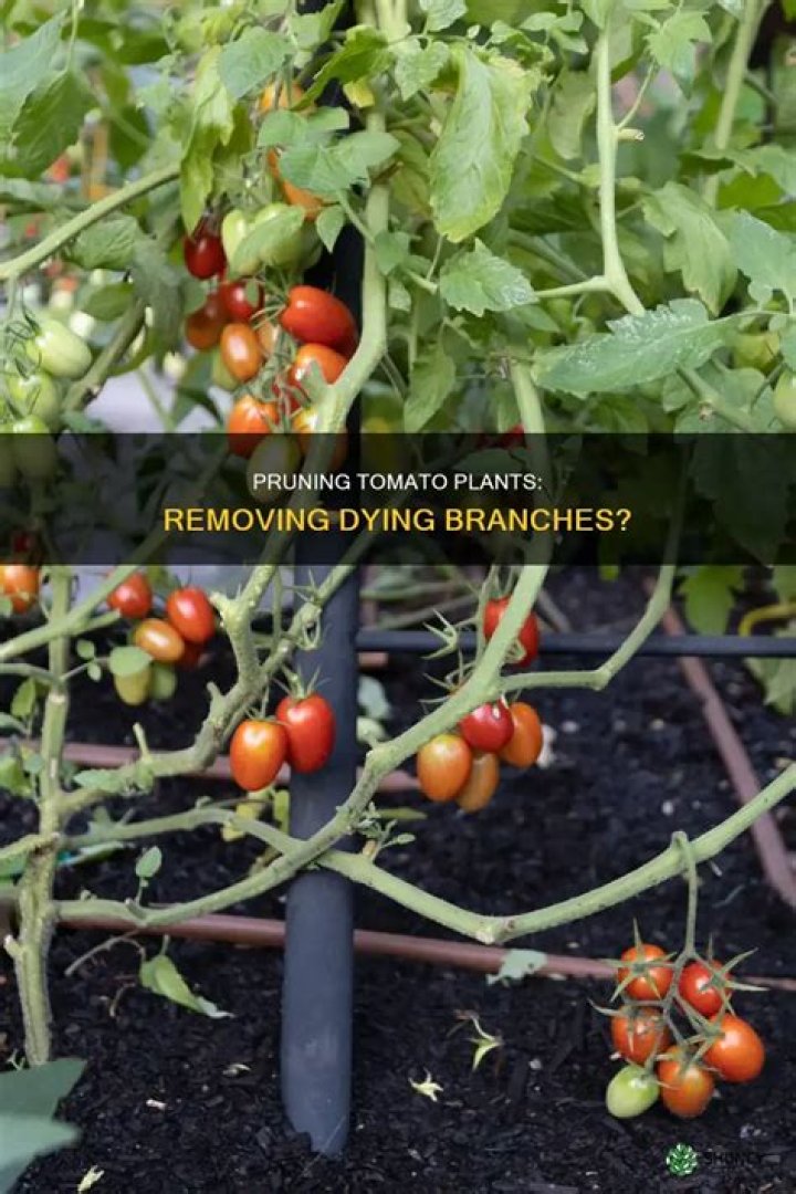 Should I remove branches from tomato plants?
