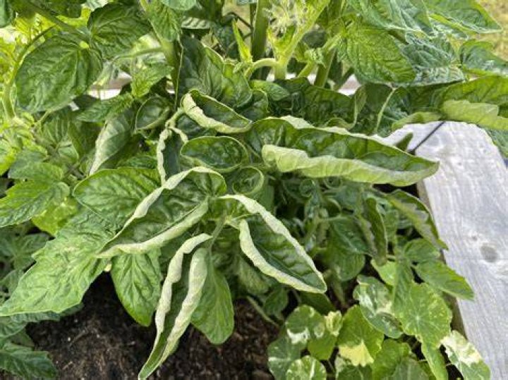 Should I remove curled tomato leaves?