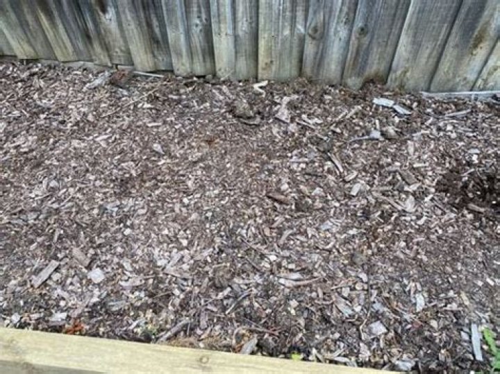 Should I remove mulch with termites?