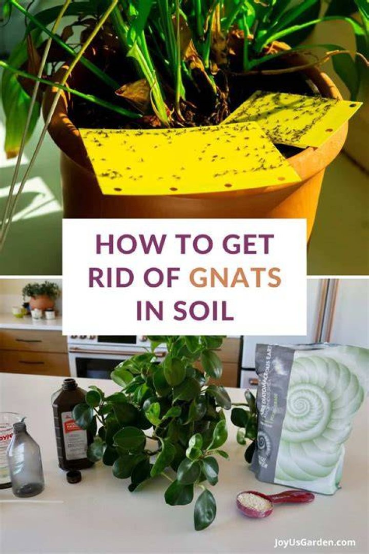 Should I throw away a plant with fungus gnats?