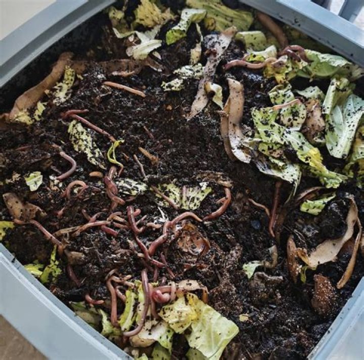 Should I turn the soil in my worm farm?