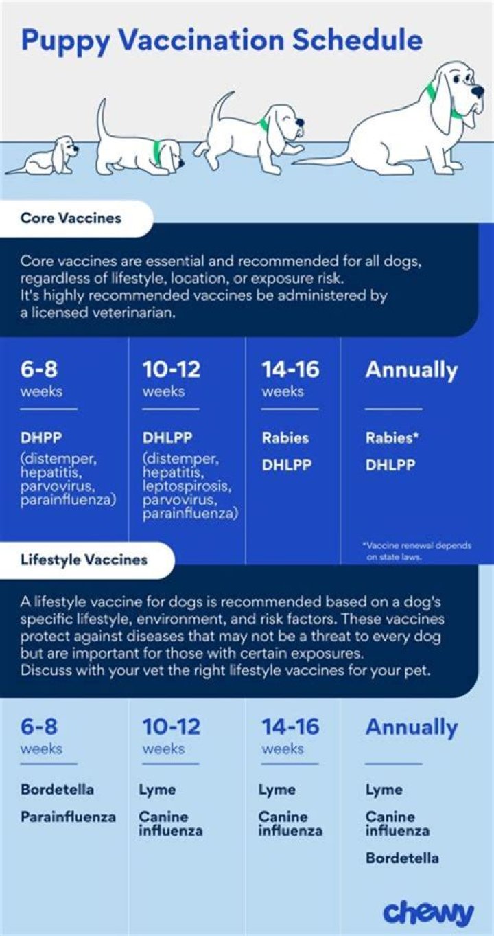 Should I vaccinate my 15 year old dog?