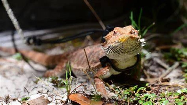 Should I walk bearded dragon?