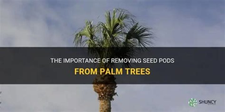 Should seed pods be removed from palm trees?