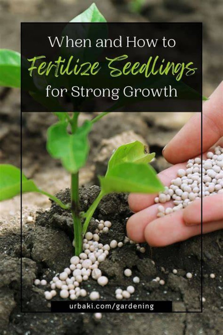 Should we fertilize seedlings?