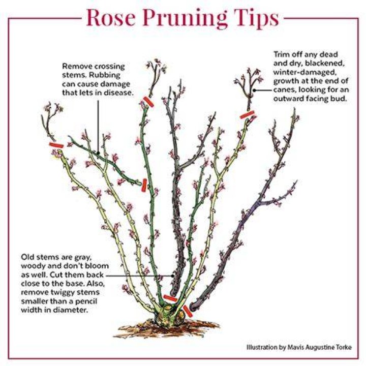 Should you cut back shrub roses?