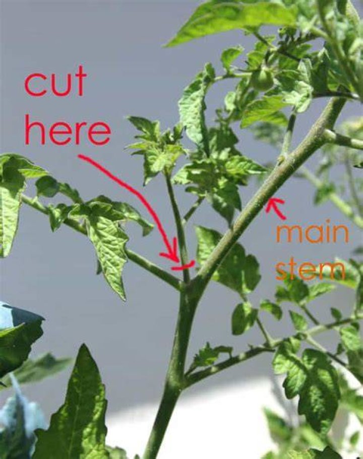 Should you cut yellow leaves off tomato plants?