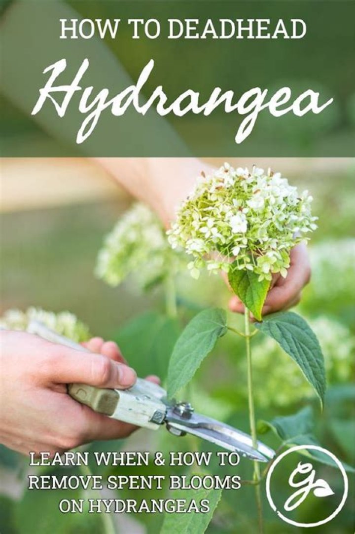 Should you deadhead hydrangeas before winter?