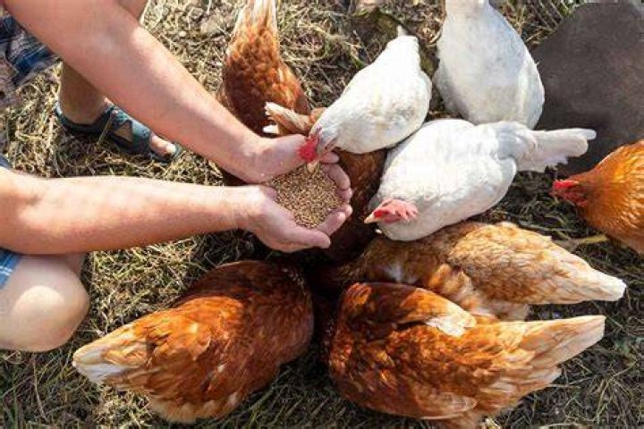 Should you feed chickens in the morning or evening?