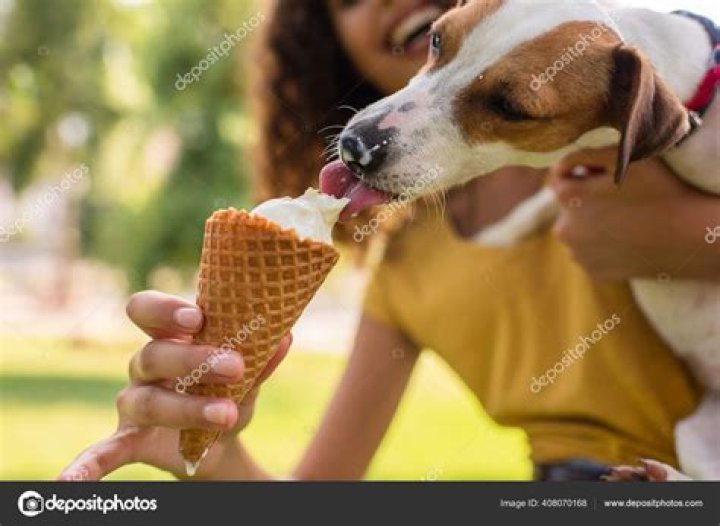 Should you give dogs ice cream?