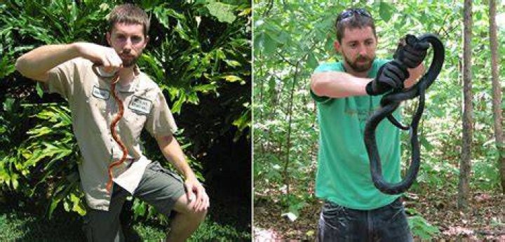 Should you grab a snake by the tail or head?