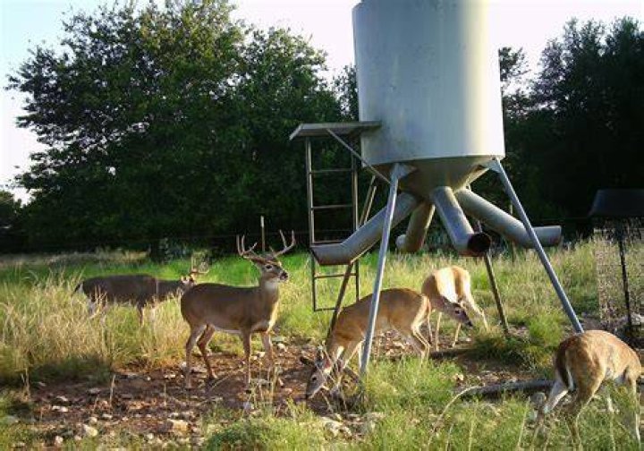 Should you hunt over a feeder?