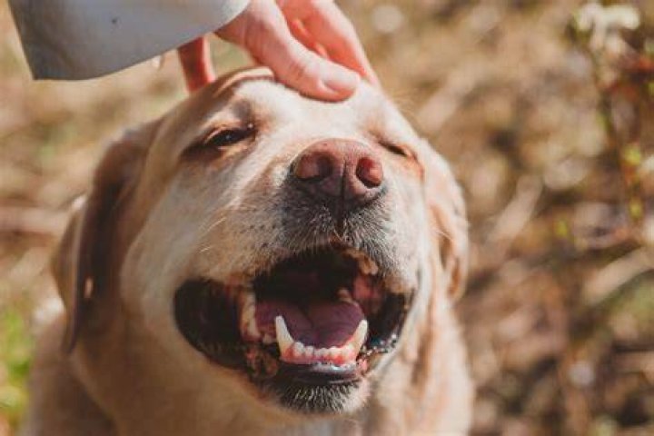 Should you pet a dog on the head?