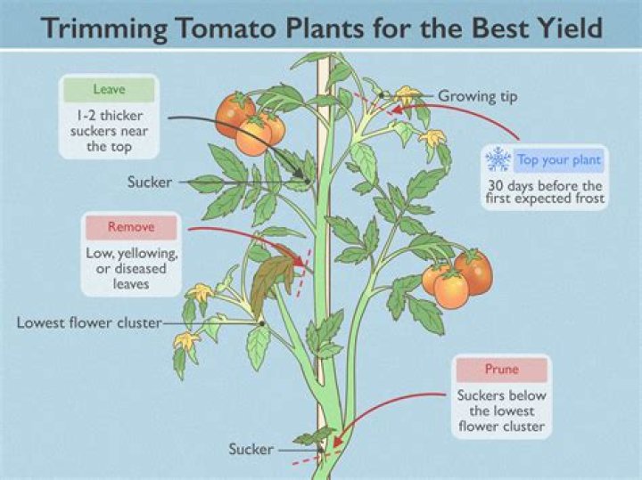 Should you pinch off the top of tomato plants?