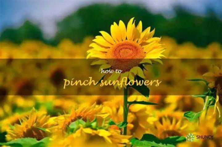 Should you pinch sunflowers?