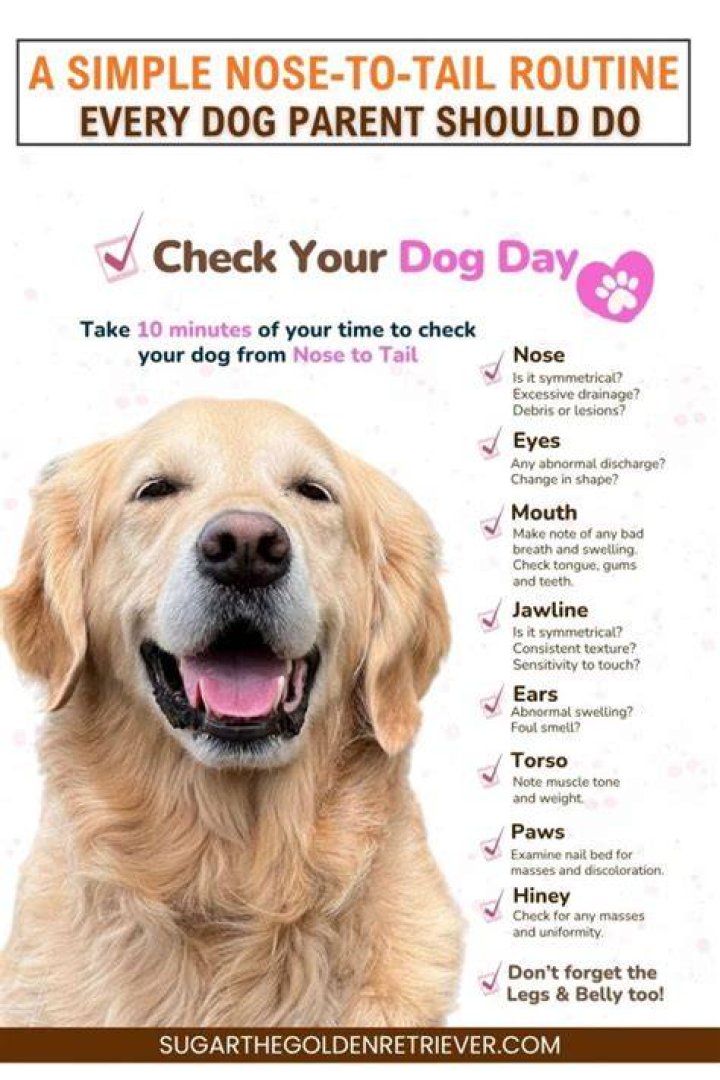 Should you pop your dog on the nose?