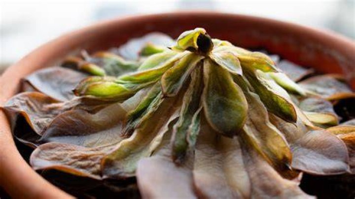 Should you remove dying succulent leaves?