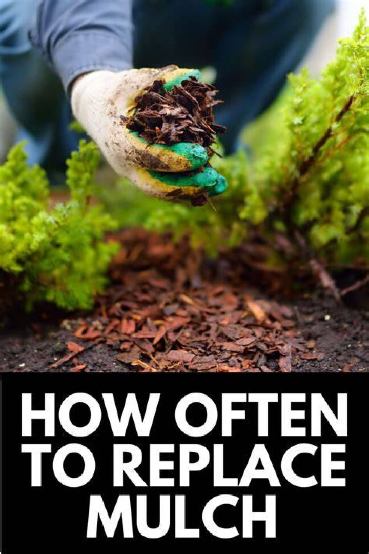 Should you replace mulch every year?