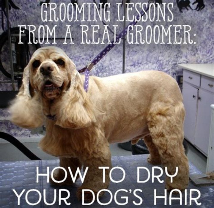 Should you towel dry a dog?