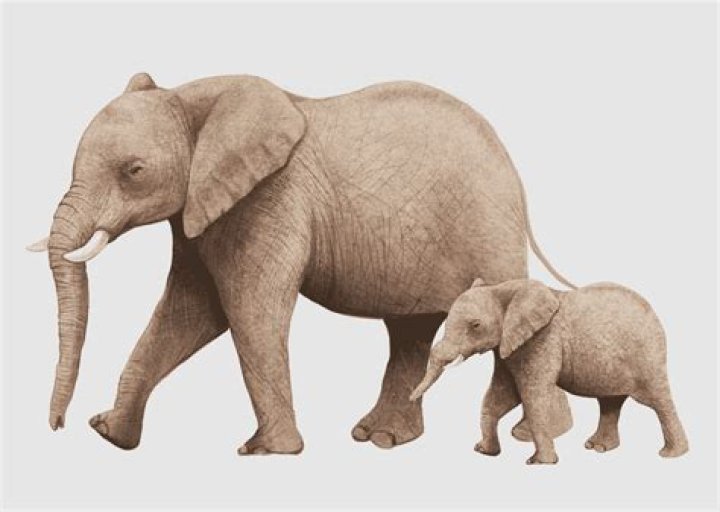 Was Dumbo an African elephant?