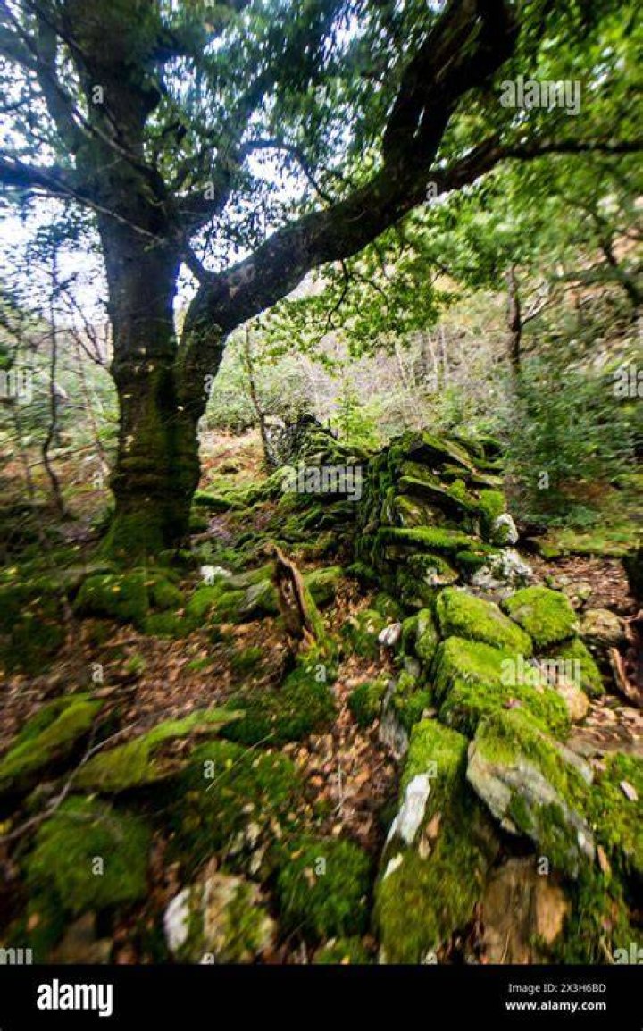 Was Wales covered in forests?