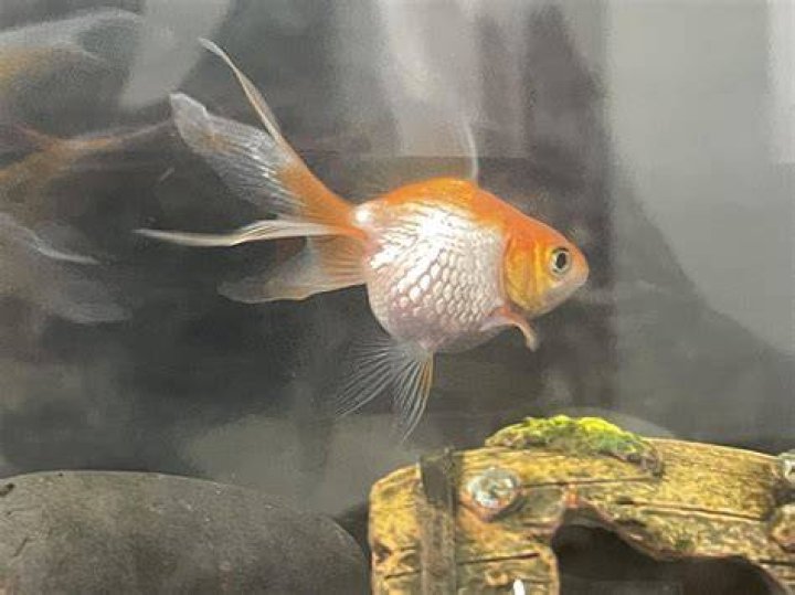 What's a pregnant goldfish called?