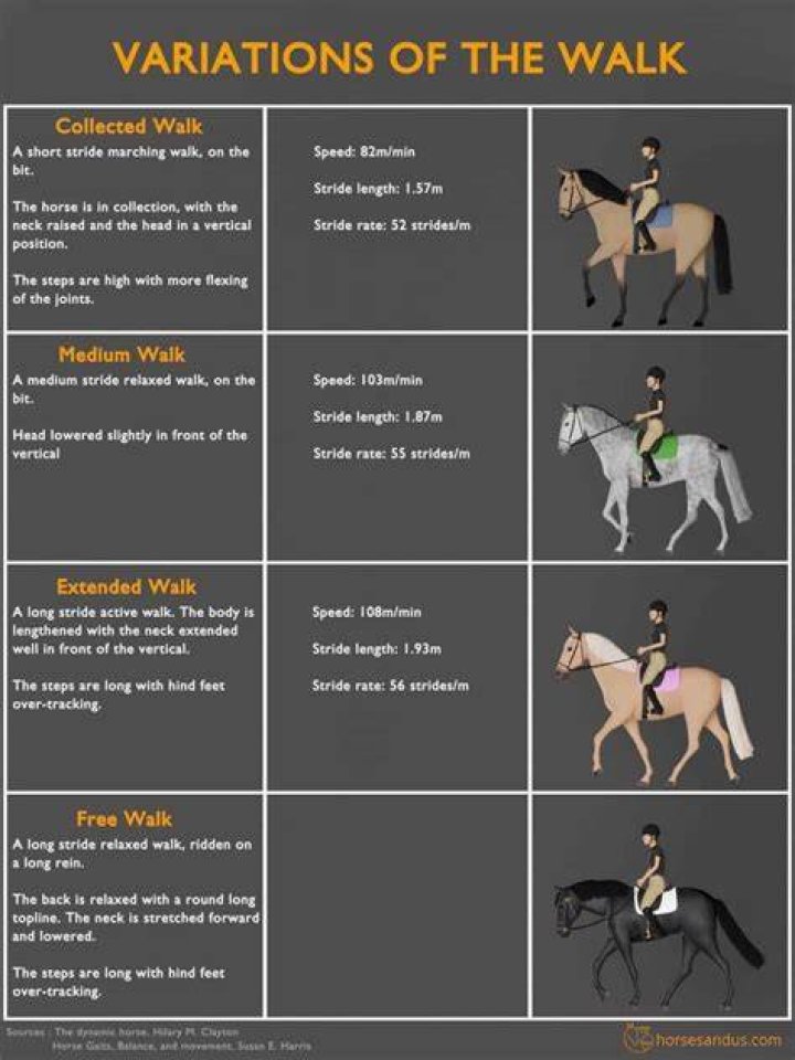 What's it called when a horse walks fancy?
