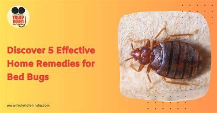 What's the best home remedy for bed bugs?