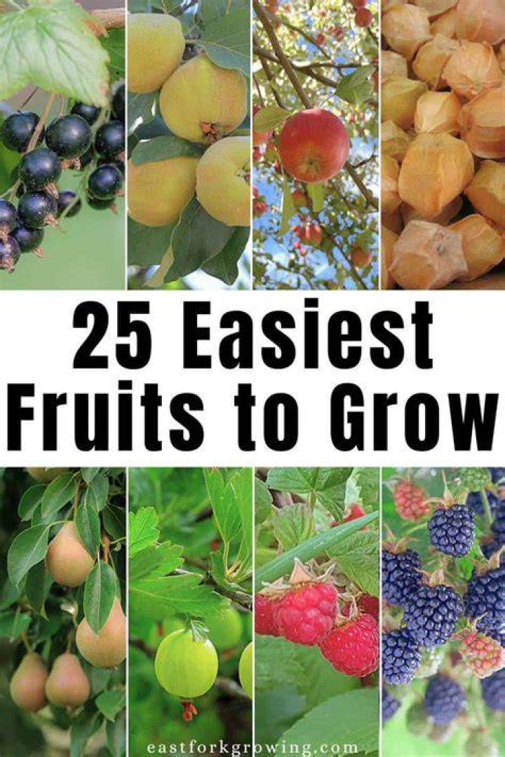 What's the easiest fruit to grow?