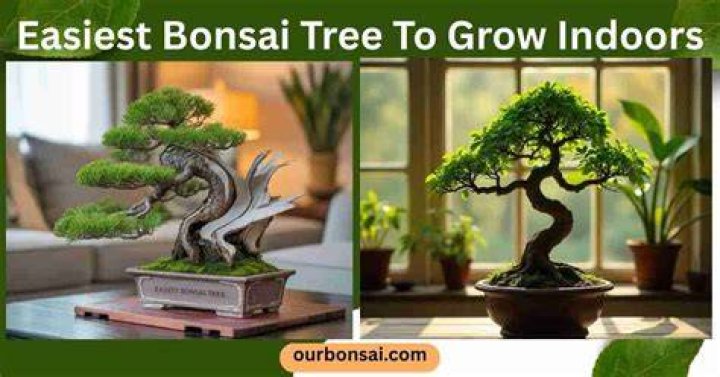 What's the easiest tree to grow?