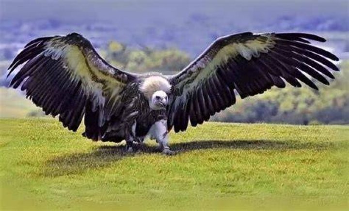 What's the largest bird?