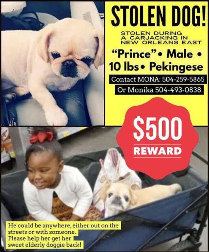 What's the number one stolen dog?